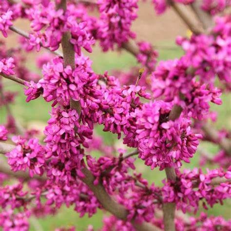 Eastern Redbud "Northern Herald"