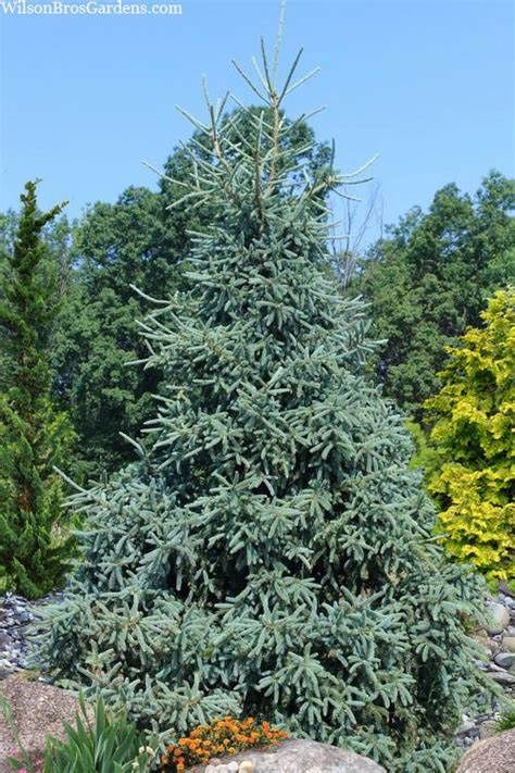 White Spruce "Hudson", Size: 10g