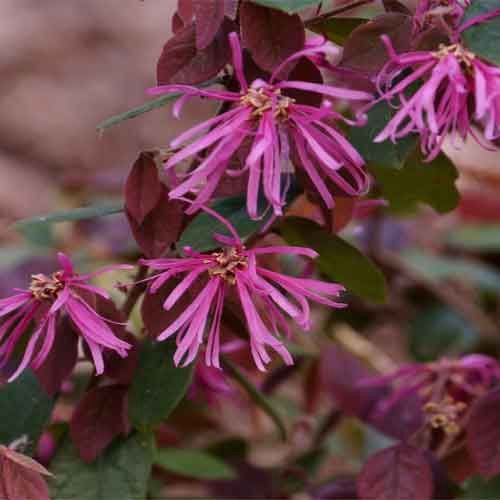 Witch Hazel (Chinese) "Crimson Fire"