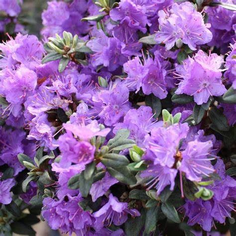 Rhododendron "Ramapo Dwrf PJM"