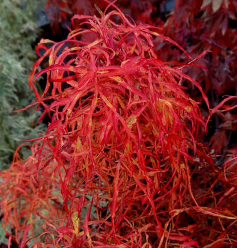 Japanese Maple "Gossamer"