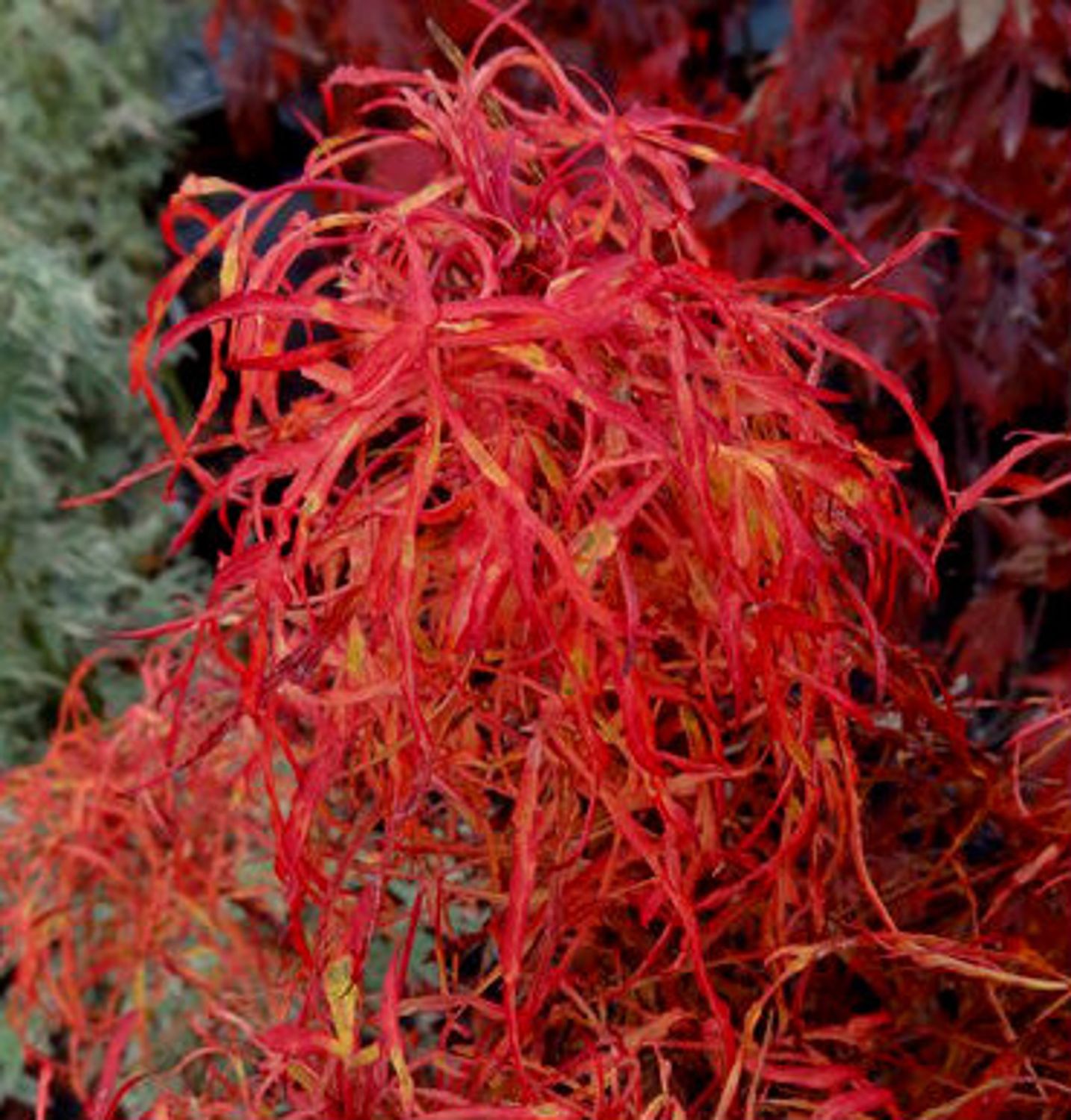 Japanese Maple "Gossamer"