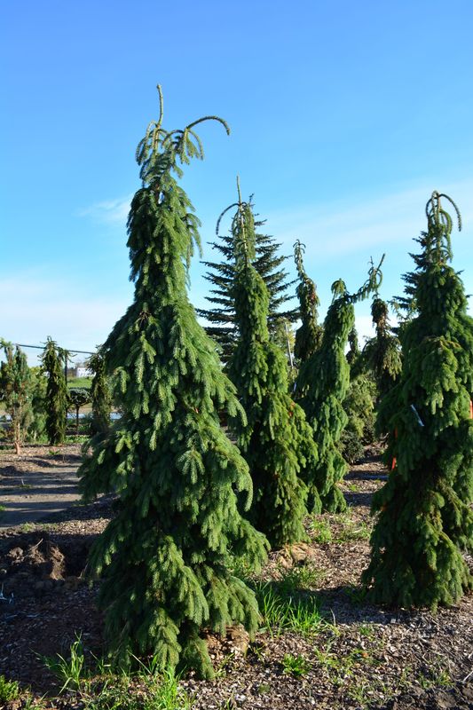White Spruce "Weeping"