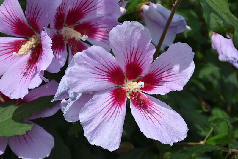 Rose of Sharon "Orchid Satin"