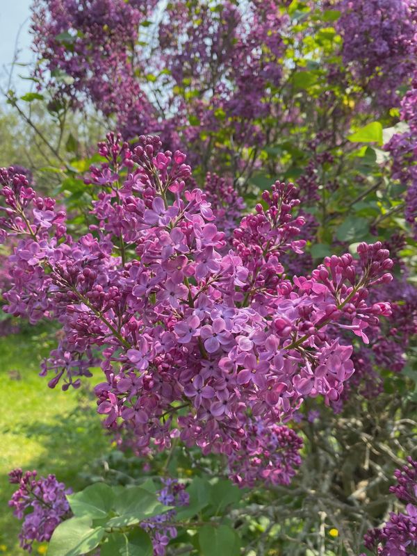 Early-Blooming Lilac "Pocahontas"