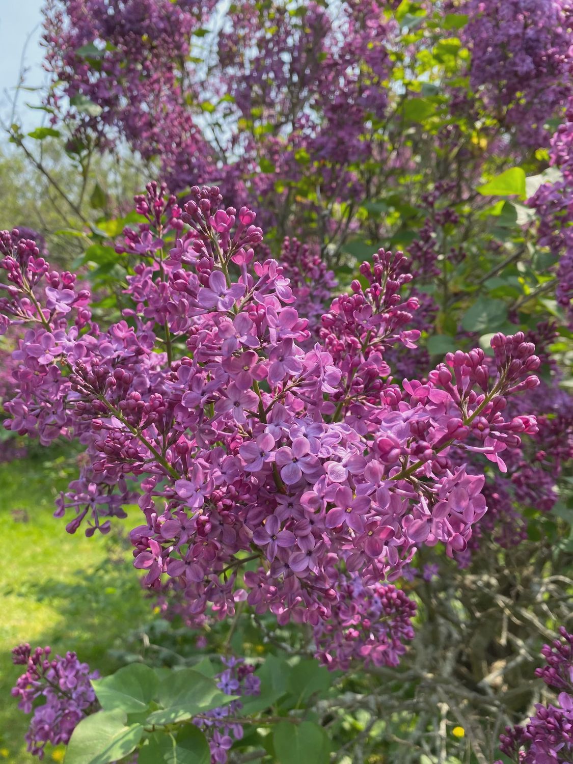 Early-Blooming Lilac "Pocahontas", Size: 3g