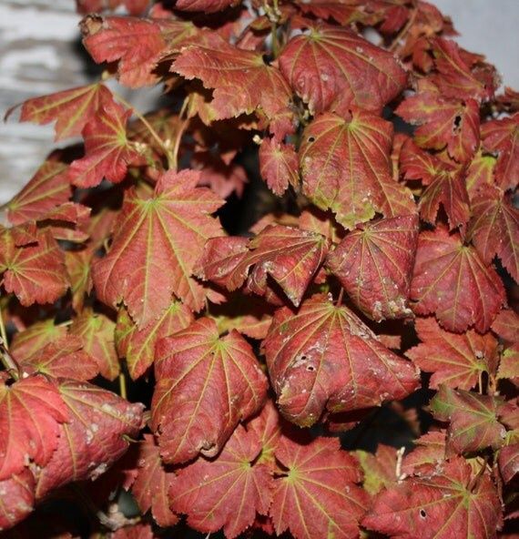 Japanese Maple "Ruby Red"