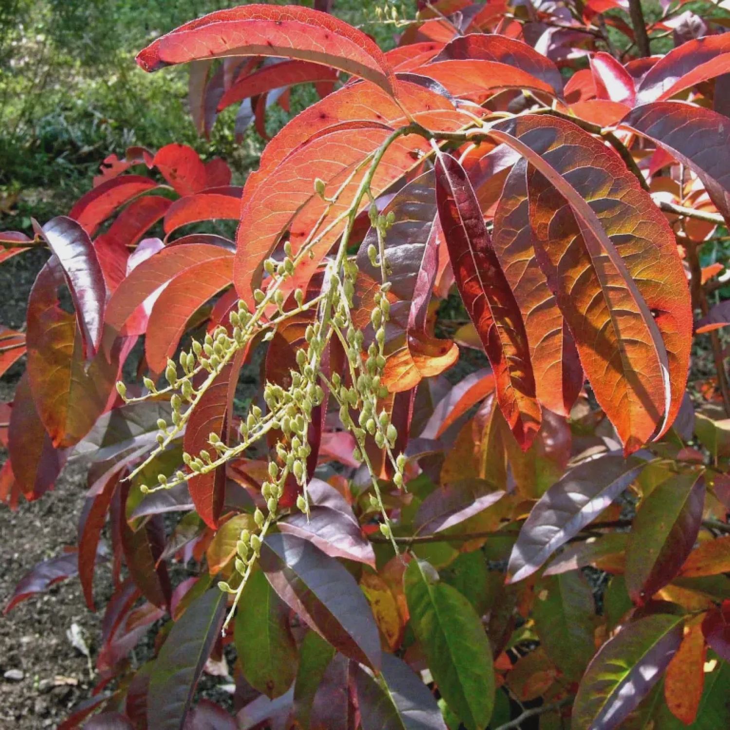 Sourwood