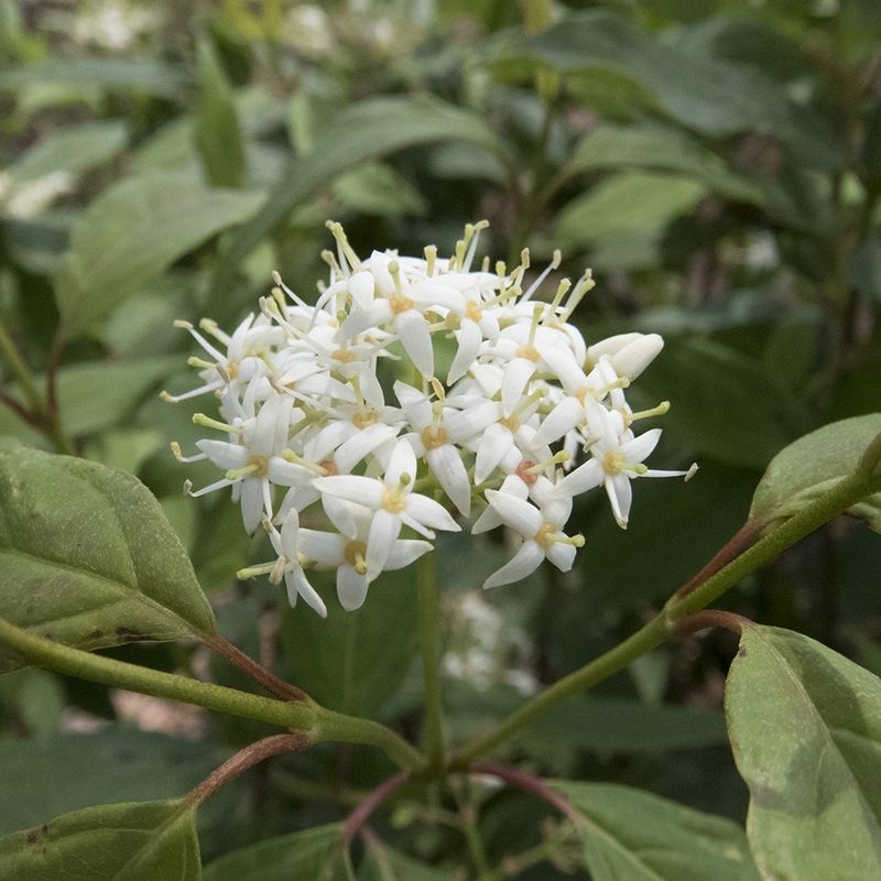 Dogwood Yellowtwig Shrub "Winter Canary"