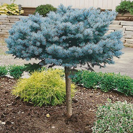 Blue Spruce