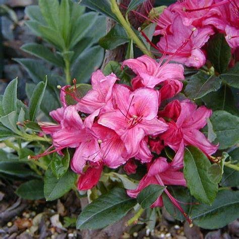 Deciduous Azalea "Weston's Millenium"