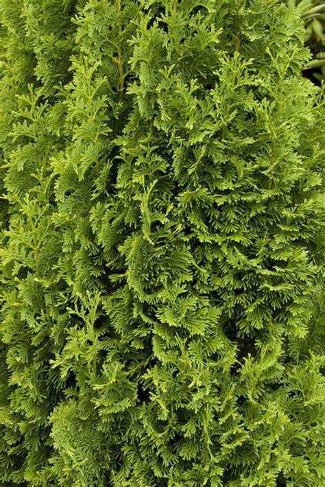 Arborvitae "Degroots Spire", Size: 15g