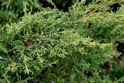 Juniper Chinese "Sea Green"