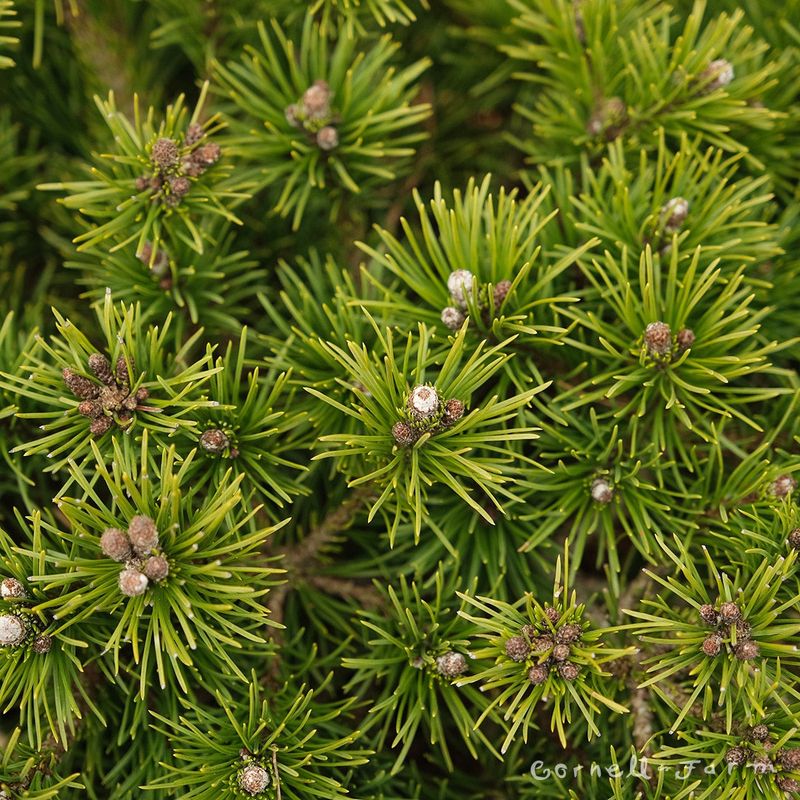Mugo Pine "Valley Cushion" Patio Tree