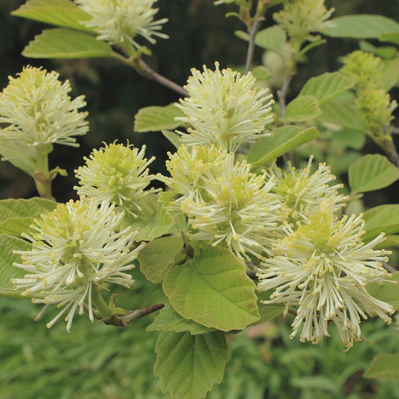 Fothergilla