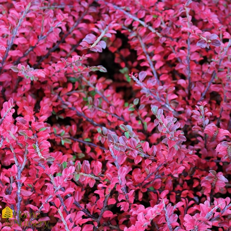 Cotoneaster "Tom Thumb", Size: 2g