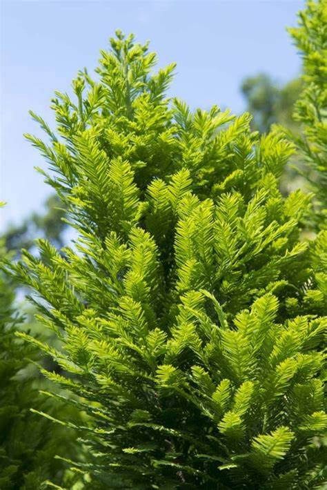 Bald Cypress 'Peve Minaret', Size: 7g