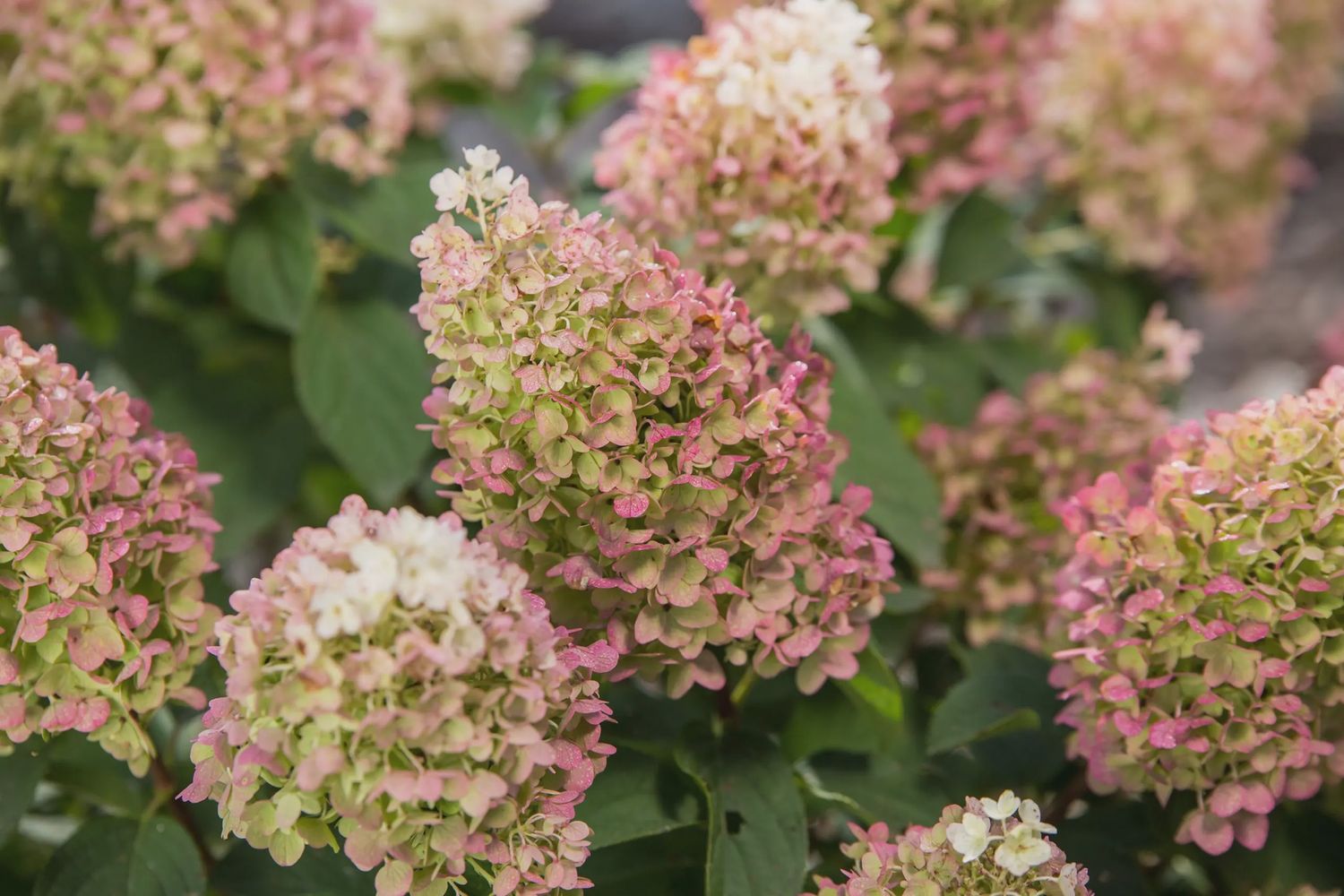 Panicle Hydrangea "Little Hottie", Size: 3g