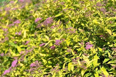 Spirea "Goldmound", Size: 3g