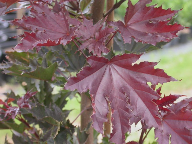 Norway Maple "Crimson Sentry"