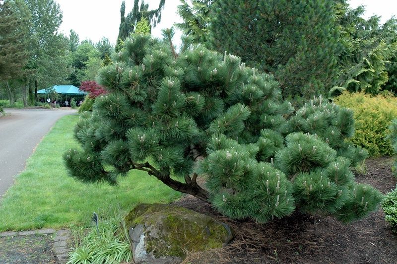 Japanese Black Pine "Thunderhead"