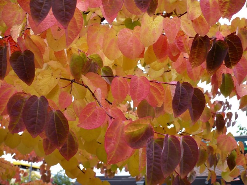 Katsura Tree, Size: 15g