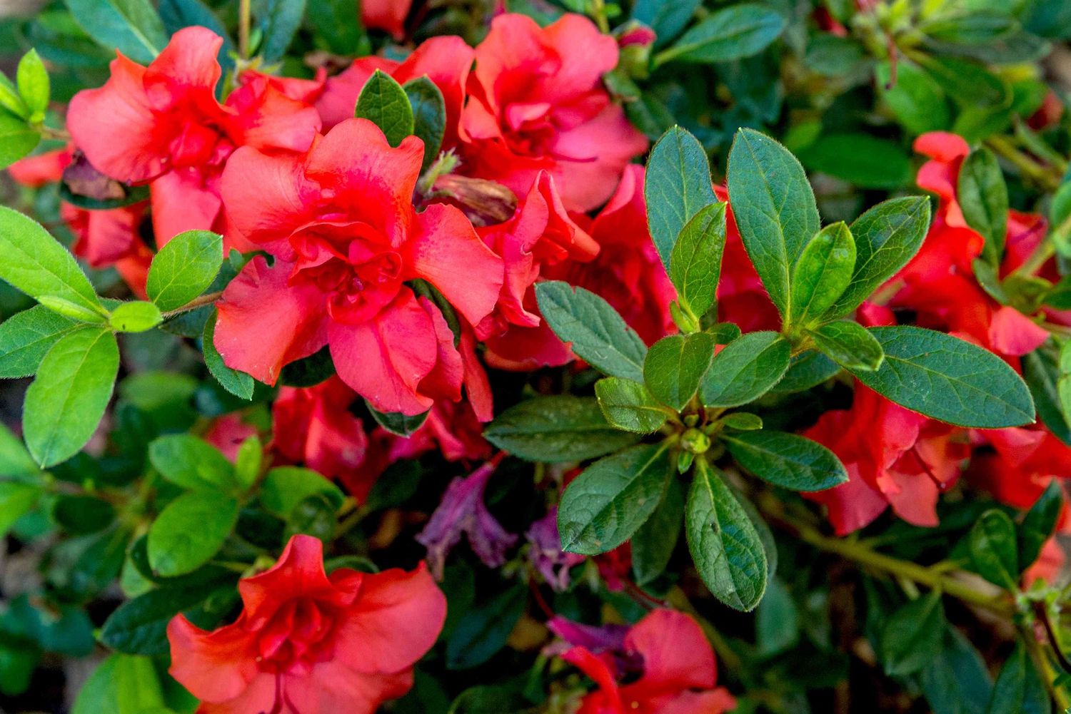 Deciduous Azalea "Red Demon", Size: 3g