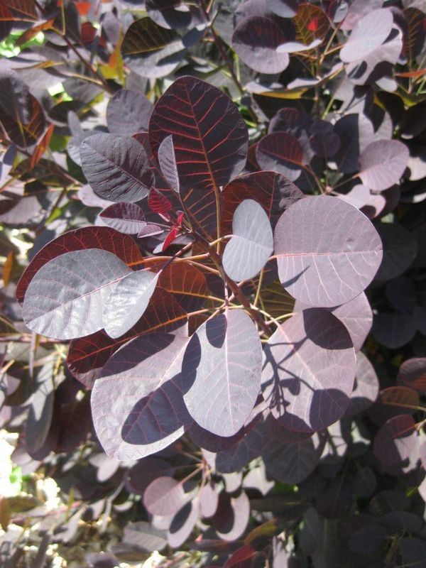 Smokebush "Velveteeny"