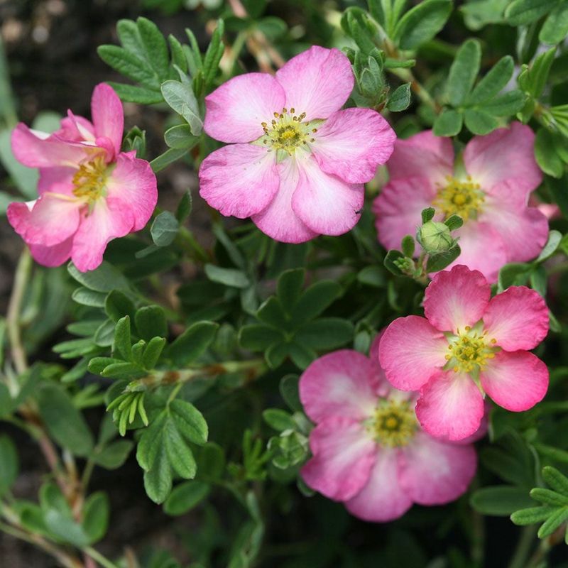 Potentilla "Happy Face 'Hearts'"