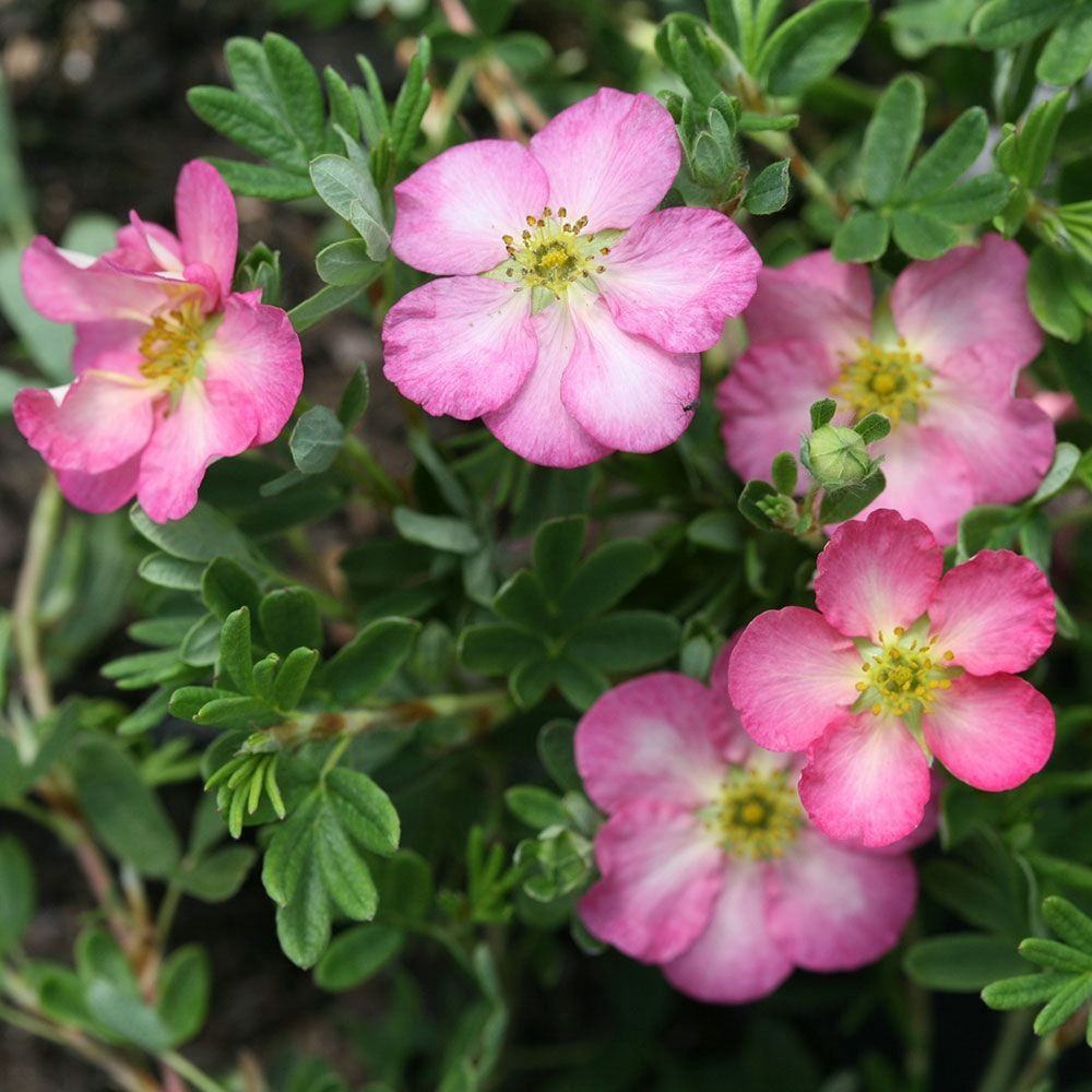Potentilla "Happy Face 'Hearts'", Size: 2g