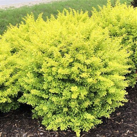 Barberry "Sunjoy 'Citrus'", Size: 3g