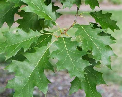 Shumard Oak