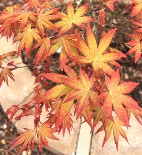 Japanese Maple "Coral Magic"