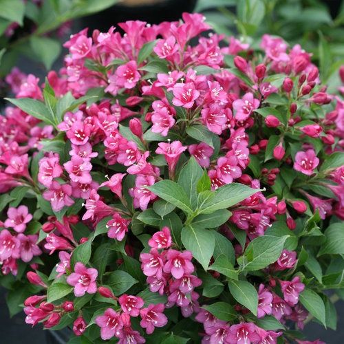 Weigela "Snippet 'Dark Pink"