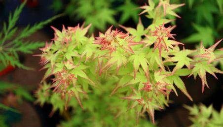 Japanese Maple "Saiho"