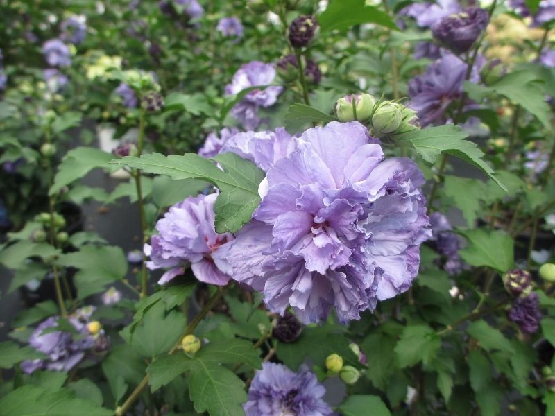 Rose of Sharon "Blueberry Smoothie", Size: 3g