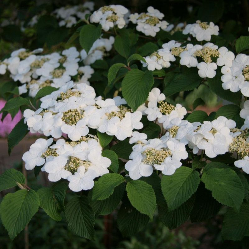 Viburnum "Shasta"