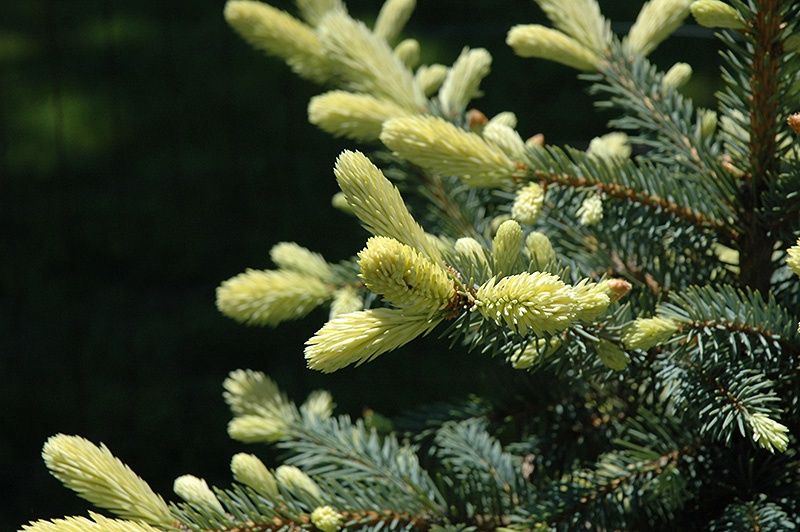 Blue Spruce "Blue Kiss", Size: 15g