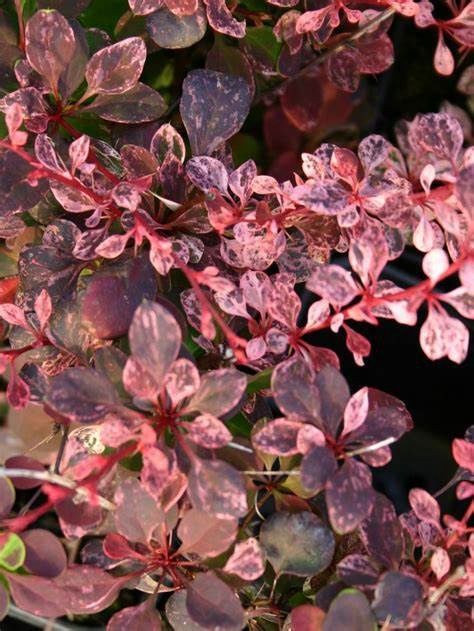 Barberry "Rose Glow"