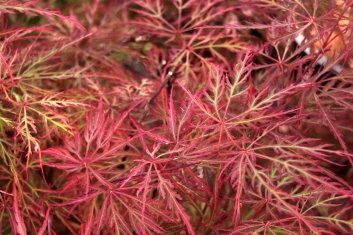 Japanese Maple "Raraflora"