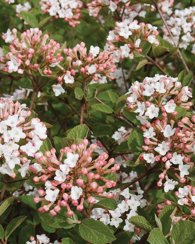 Viburnum "Spice Island"