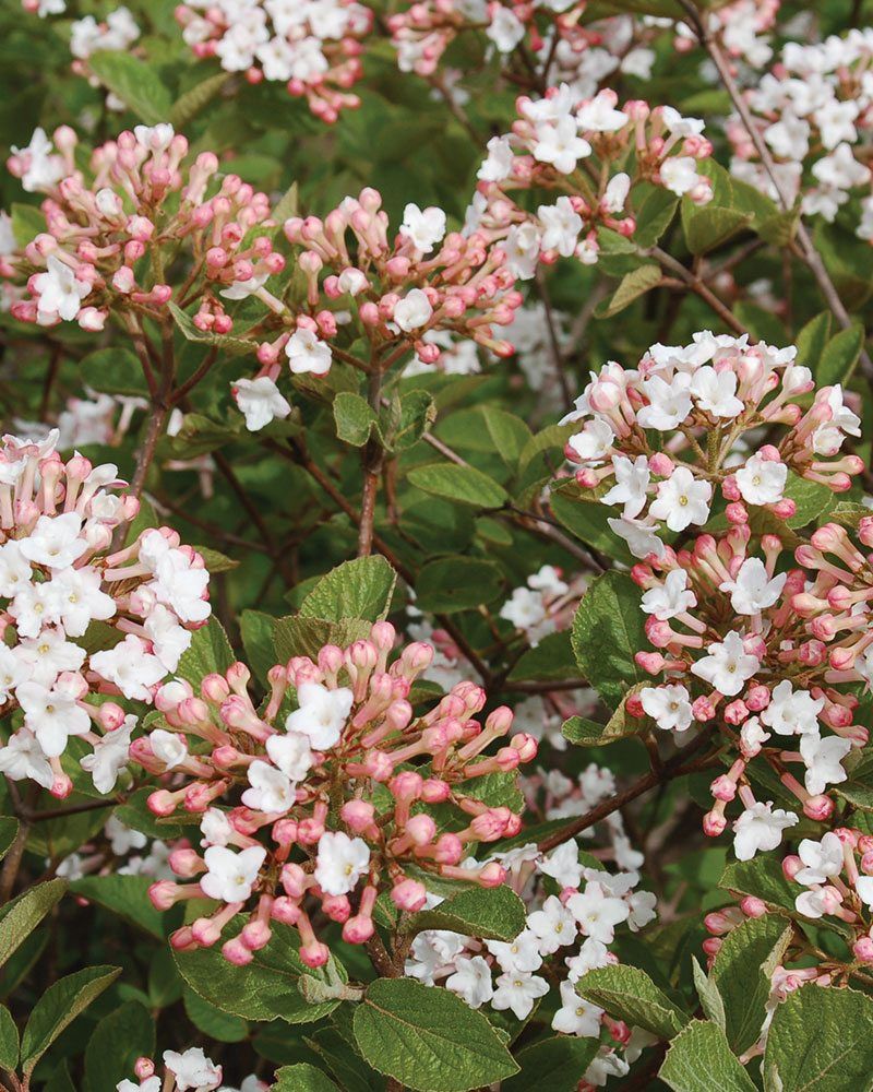 Viburnum "Spice Island", Size: 3g