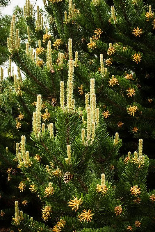 Austrian Pine "Oregon Green"