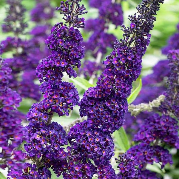 Butterfly Bush