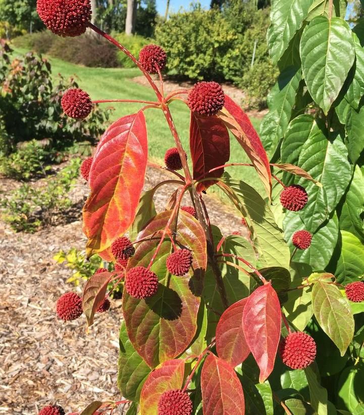 Buttonbush "Crimson Comet"