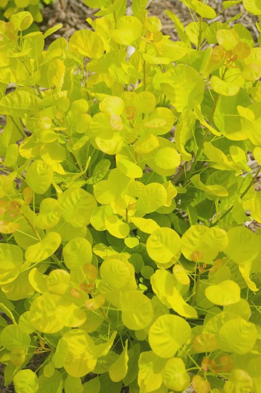 Smokebush "Golden Spirit"