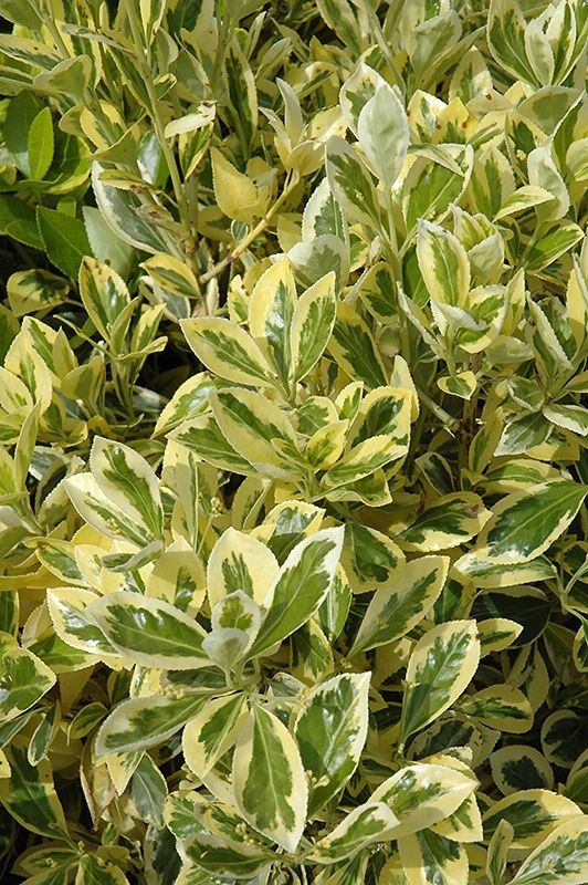 Euonymus "Silver King"