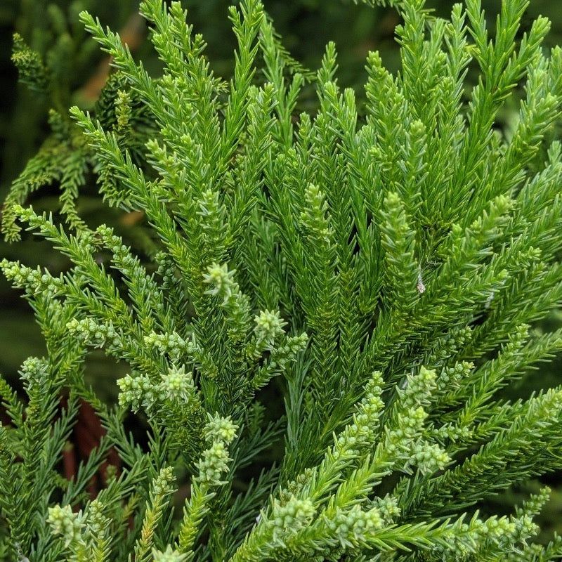 Cryptomeria (Japanese Cedar)"Radicans"