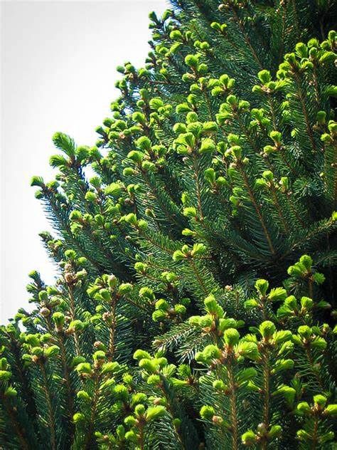 Norway Spruce "Cupressina"