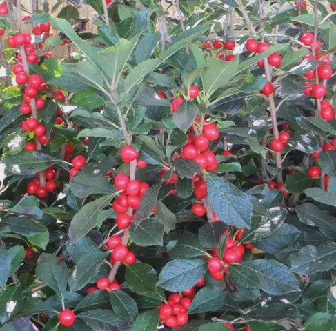 Winterberry
